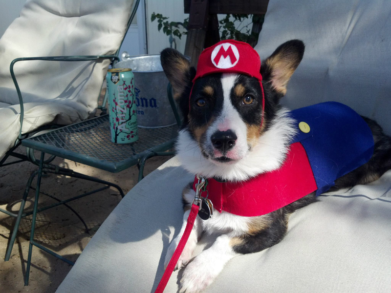 Illustration for article titled Had A Rough Day? Here's A Cosplaying Corgi